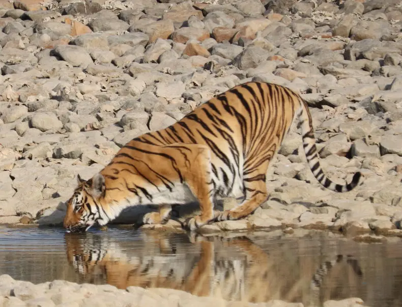 Tiger of Gorewada Zoo