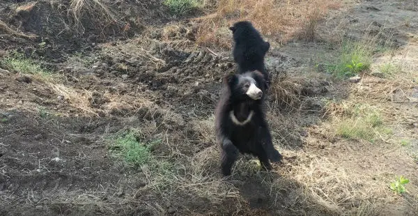 Bear Safari