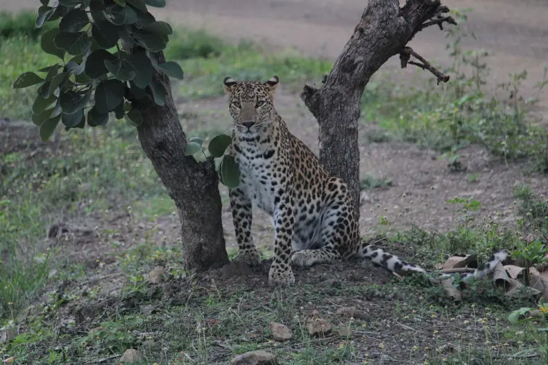 Leopard of Gorewada Zoo