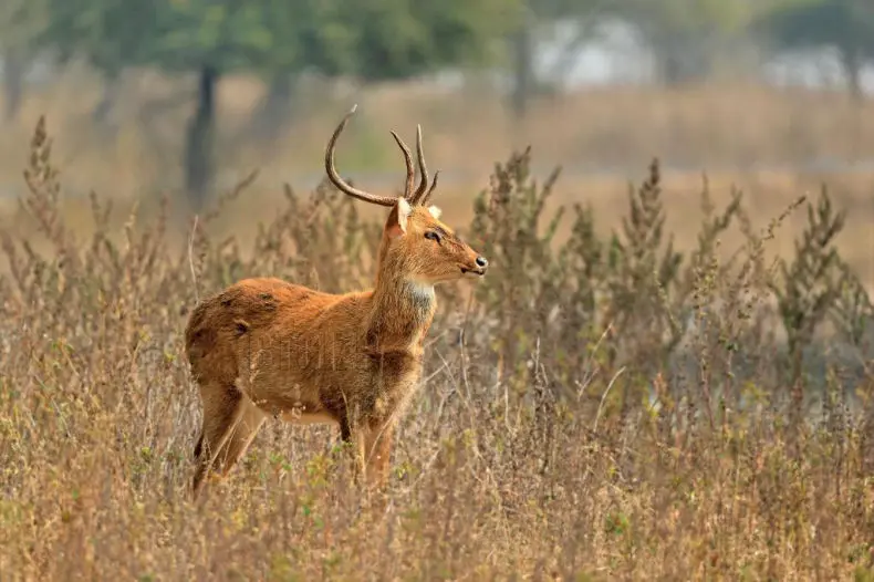 The Deer of Gorewada zoo