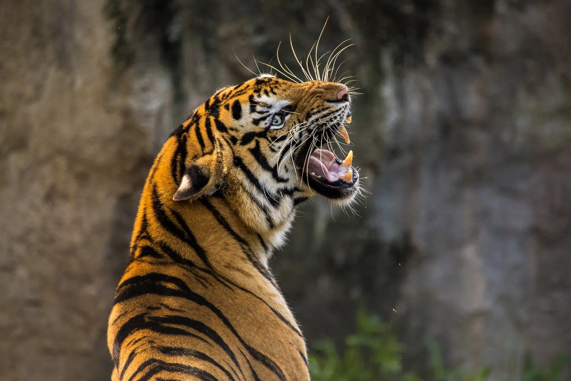 Tiger of Gorewada Zoo Nagpur