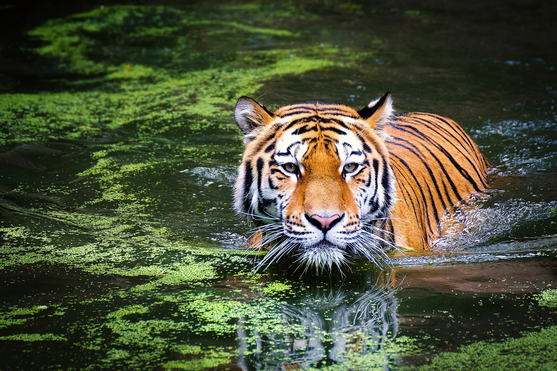 Gorewada zoo tiger in their natural habitat