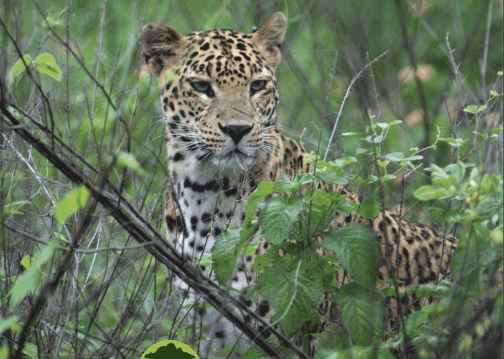 gorewada zoo